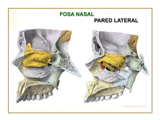 FOSA NASAL
             PARED LATERAL
 