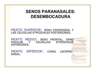 SENOS PARANASALES:
           DESEMBOCADURA


MEATO SUPERIOR: SENO ESFENOIDAL Y
LAS CELDILLAS ETMOIDALES POSTERIORES.

MEATO MEDIO: SENO FRONTAL, SENO
MAXILAR   Y    CELDILLAS   ETMOIDALES
ANTERIORES.

MEATO    INFERIOR:    CANAL   LACRIMO-
NASAL.
 