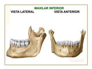 MAXILAR INFERIOR
VISTA LATERAL            VISTA ANTERIOR
 