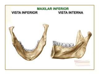 MAXILAR INFERIOR
VISTA INFERIOR           VISTA INTERNA
 