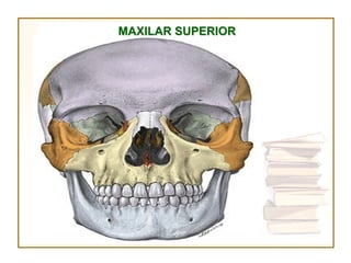 MAXILAR SUPERIOR
 