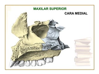 MAXILAR SUPERIOR
               CARA MEDIAL
 