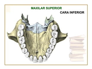 MAXILAR SUPERIOR
               CARA INFERIOR
 