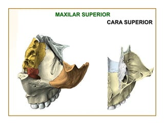 MAXILAR SUPERIOR
               CARA SUPERIOR
 