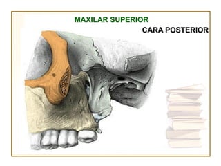 MAXILAR SUPERIOR
               CARA POSTERIOR
 