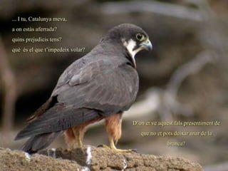 ... I tu, Catalunya meva,
a on estàs aferrada?
quins prejudicis tens?
què és el que t’impedeix volar?




                                  D’on et ve aquest fals presentiment de
                                     que no et pots deixar anar de la
                                                 branca?
 