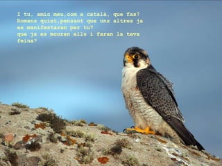 I tu, amic meu,com a català, que fas?
Romans quiet,pensant que uns altres ja
es manifestaran per tu?
que ja es mouran ells i faran la teva
feina?
 