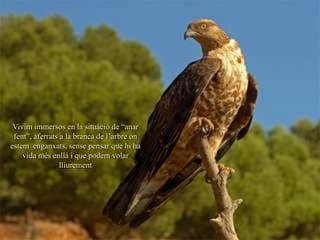 Vivim immersos en la situàció de “anar
 fent”, aferrats a la branca de l’arbre on
estem enganxats, sense pensar que hi ha
    vida més enllà i que podem volar
                 lliurement
 