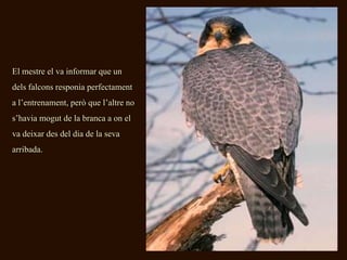 El mestre el va informar que un
dels falcons responia perfectament
a l’entrenament, però que l’altre no
s’havia mogut de la branca a on el
va deixar des del dia de la seva
arribada.
 