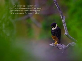 En un acte de desesperació,
el rei va decidir comunicar al seu poble
  que oferiria una sucosa recompensa
   a la persona que fes volar el falcó.
 