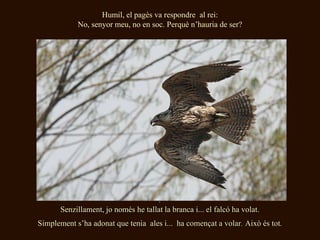 Humil, el pagès va respondre al rei:
            No, senyor meu, no en soc. Perquè n’hauria de ser?




                                      .
       Senzillament, jo només he tallat la branca i... el falcó ha volat.
Simplement s’ha adonat que tenia ales i... ha començat a volar. Això és tot.
 