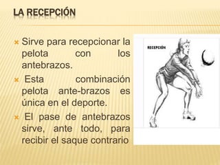LA RECEPCIÓN
 Sirve para recepcionar la
pelota con los
antebrazos.
 Esta combinación
pelota ante-brazos es
única en el deporte.
 El pase de antebrazos
sirve, ante todo, para
recibir el saque contrario
 