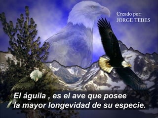 El águila , es el ave que posee
la mayor longevidad de su especie.
Creado por:
JORGE TEBES
 