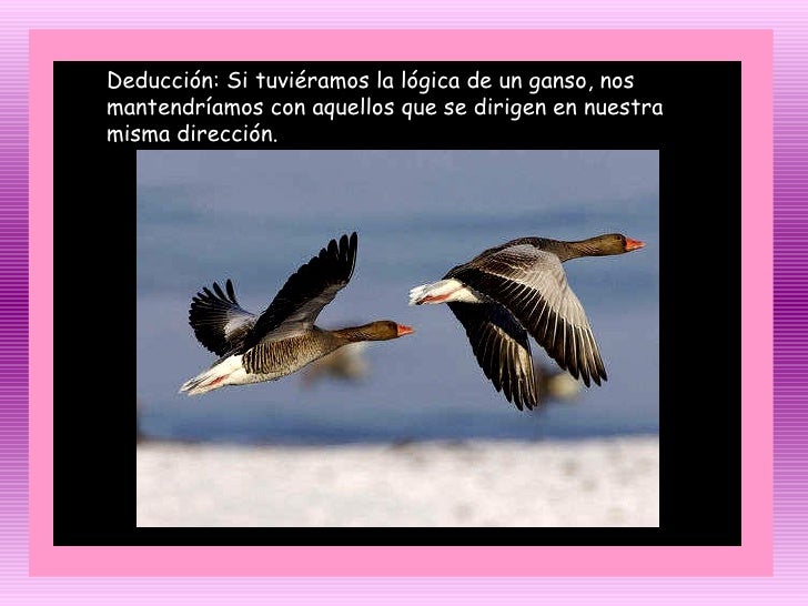 El Vuelo De Los Gansos