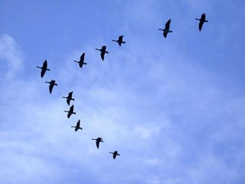 El vuelo de los gansos trabajo en equipo