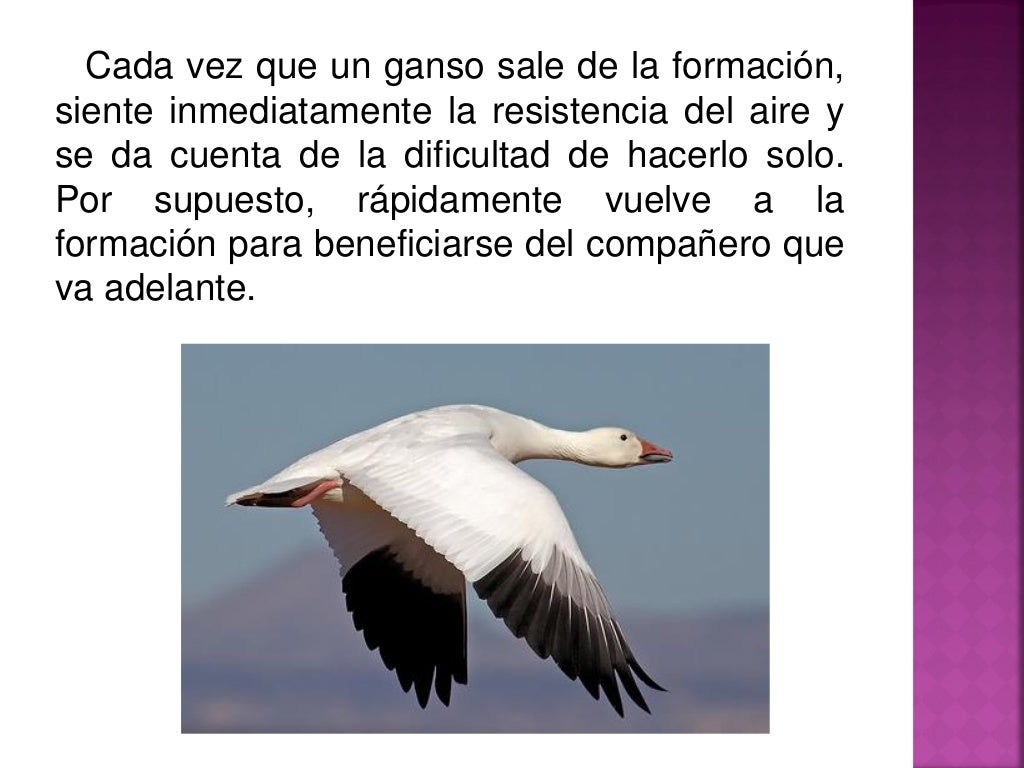 El vuelo de los gansos trabajo en equipo