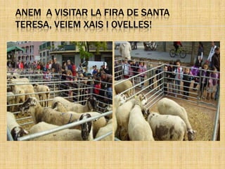 ANEM A VISITAR LA FIRA DE SANTA
TERESA, VEIEM XAIS I OVELLES!
 