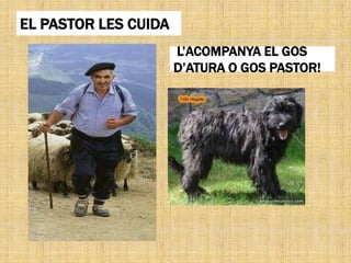 EL PASTOR LES CUIDA
                      L’ACOMPANYA EL GOS
                      D’ATURA O GOS PASTOR!
 
