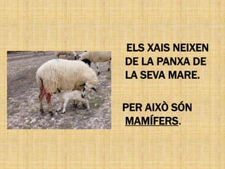 ELS XAIS NEIXEN
DE LA PANXA DE
LA SEVA MARE.

PER AIXÒ SÓN
MAMÍFERS.
 