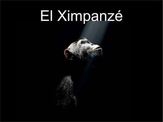 El Ximpanzé

 