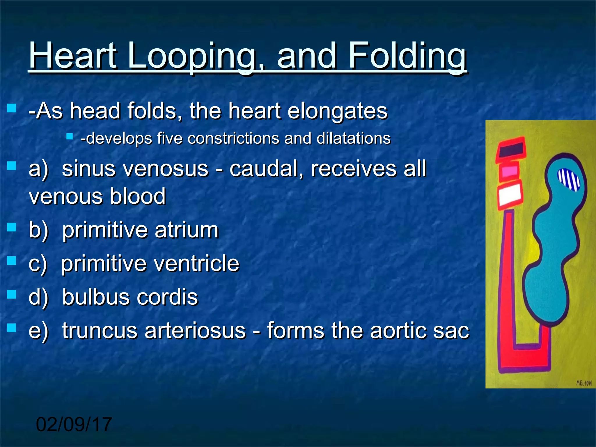 02/09/17
Heart Looping, and FoldingHeart Looping, and Folding
 -As head folds, the heart elongates-As head folds, the heart elongates
 -develops five constrictions and dilatations-develops five constrictions and dilatations
 a) sinus venosus - caudal, receives alla) sinus venosus - caudal, receives all
venous bloodvenous blood
 b) primitive atriumb) primitive atrium
 c) primitive ventriclec) primitive ventricle
 d) bulbus cordisd) bulbus cordis
 e) truncus arteriosus - forms the aortic sace) truncus arteriosus - forms the aortic sac
 