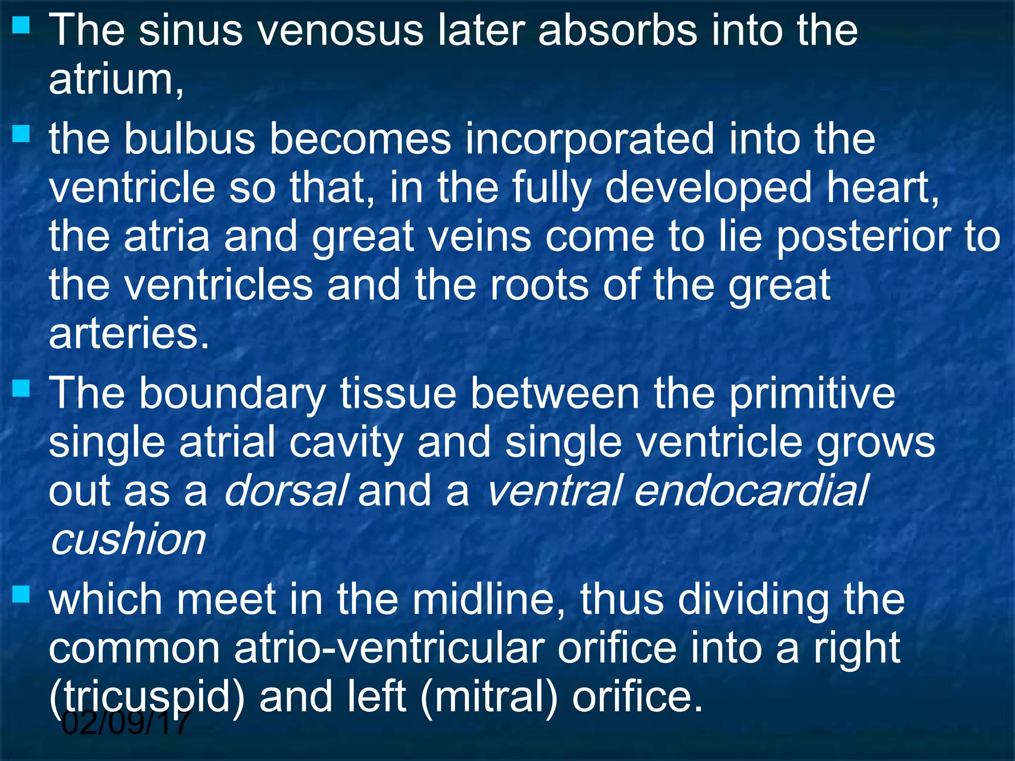 02/09/17
 The sinus venosus later absorbs into the
atrium,
 the bulbus becomes incorporated into the
ventricle so that, in the fully developed heart,
the atria and great veins come to lie posterior to
the ventricles and the roots of the great
arteries.
 The boundary tissue between the primitive
single atrial cavity and single ventricle grows
out as a dorsal and a ventral endocardial
cushion
 which meet in the midline, thus dividing the
common atrio-ventricular orifice into a right
(tricuspid) and left (mitral) orifice.
 