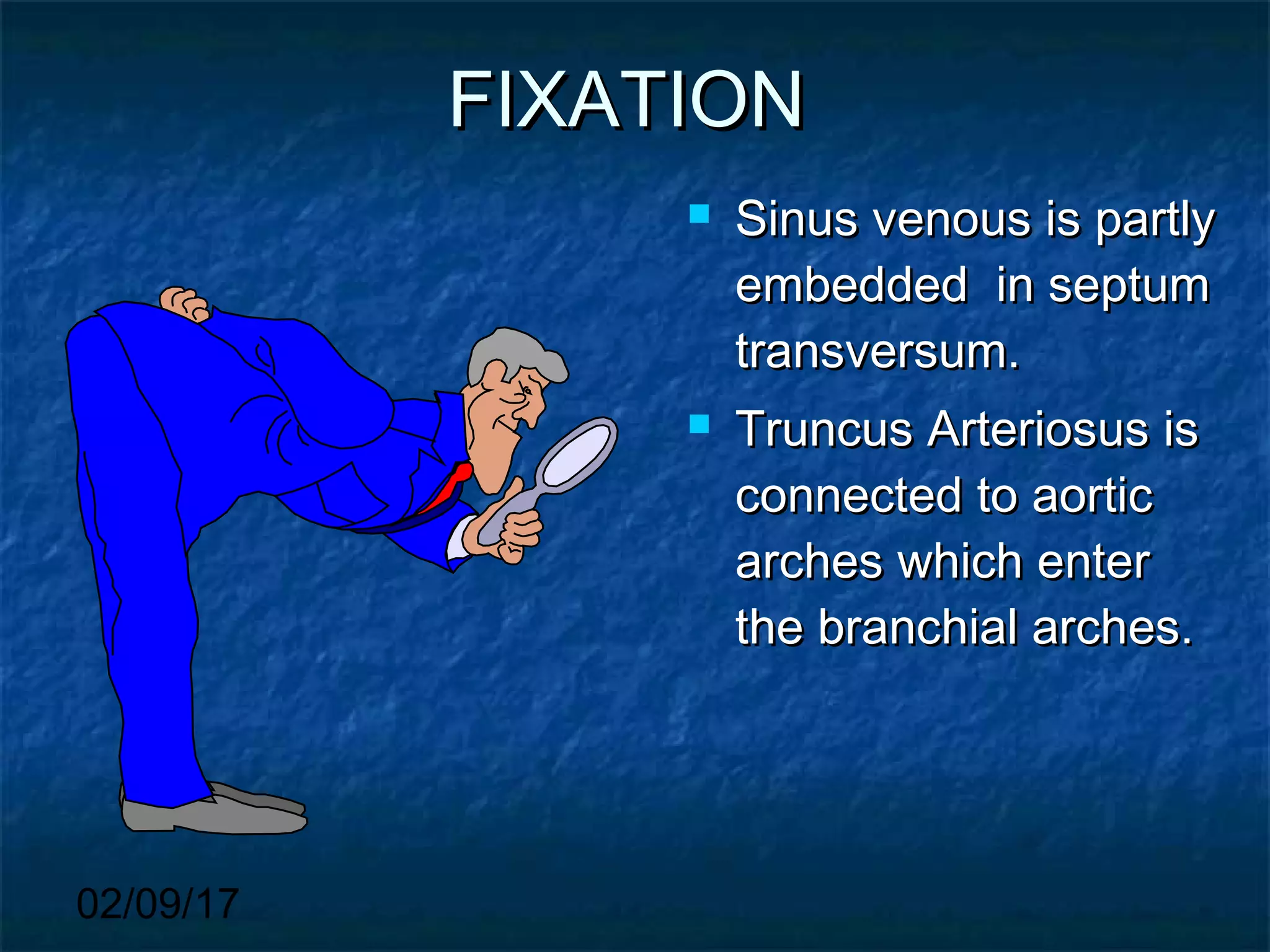 02/09/17
FIXATIONFIXATION
 Sinus venous is partlySinus venous is partly
embedded in septumembedded in septum
transversum.transversum.
 Truncus Arteriosus isTruncus Arteriosus is
connected to aorticconnected to aortic
arches which enterarches which enter
the branchial arches.the branchial arches.
 