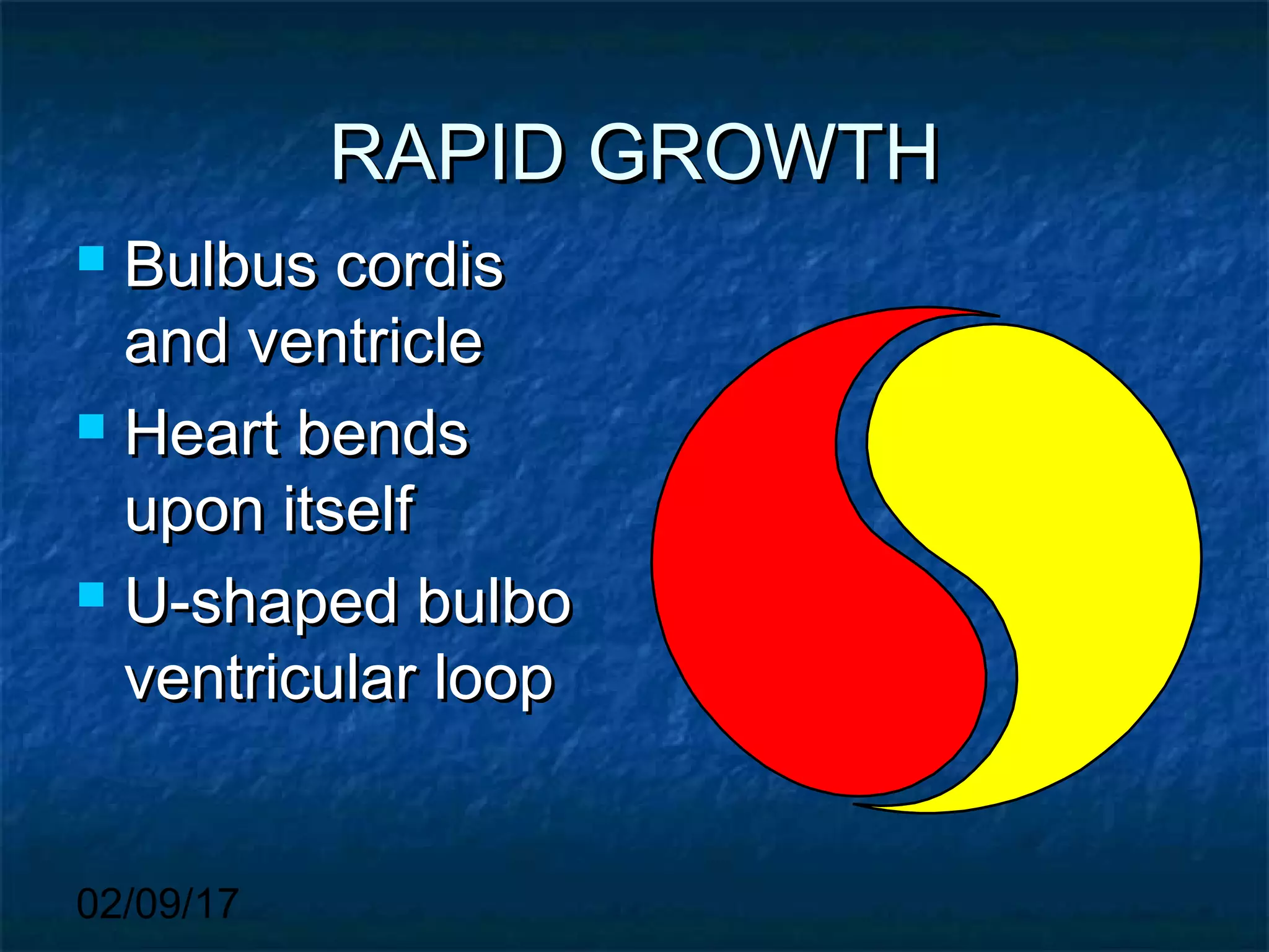 02/09/17
RAPID GROWTHRAPID GROWTH
 Bulbus cordisBulbus cordis
and ventricleand ventricle
 Heart bendsHeart bends
upon itselfupon itself
 U-shaped bulboU-shaped bulbo
ventricular loopventricular loop
 