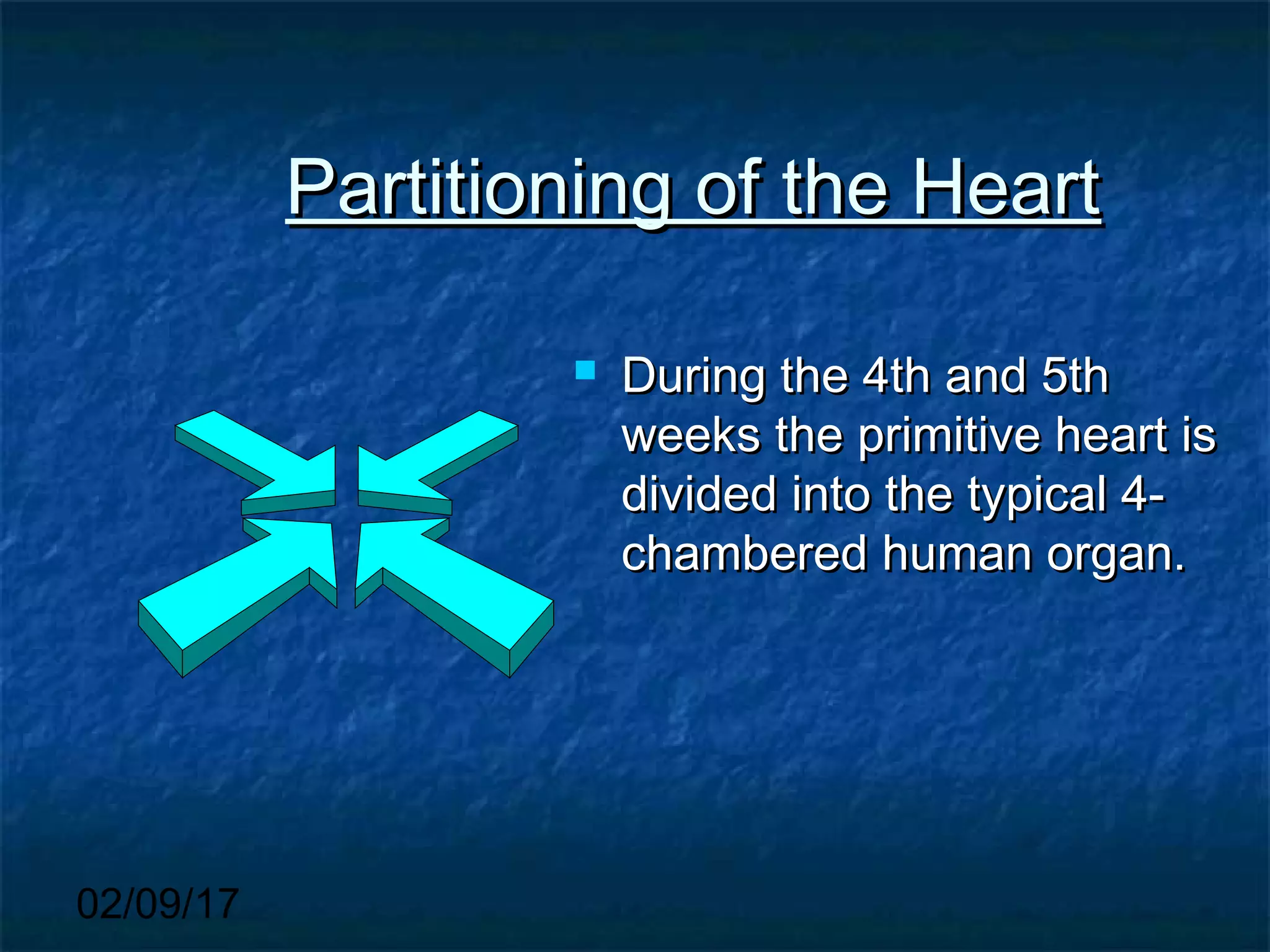 02/09/17
Partitioning of the HeartPartitioning of the Heart
 During the 4th and 5thDuring the 4th and 5th
weeks the primitive heart isweeks the primitive heart is
divided into the typical 4-divided into the typical 4-
chambered human organ.chambered human organ.
 