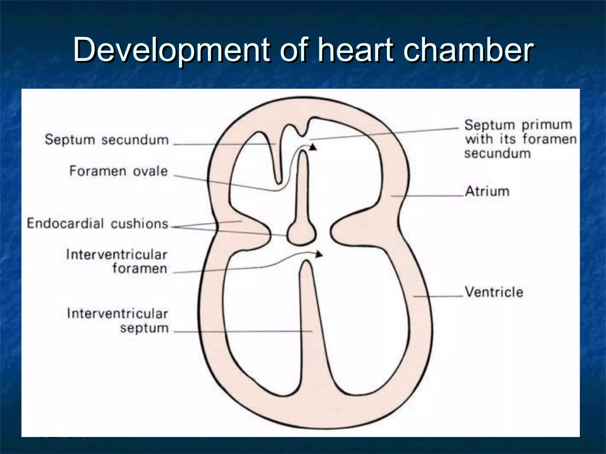 02/09/17
Development of heart chamberDevelopment of heart chamber
 