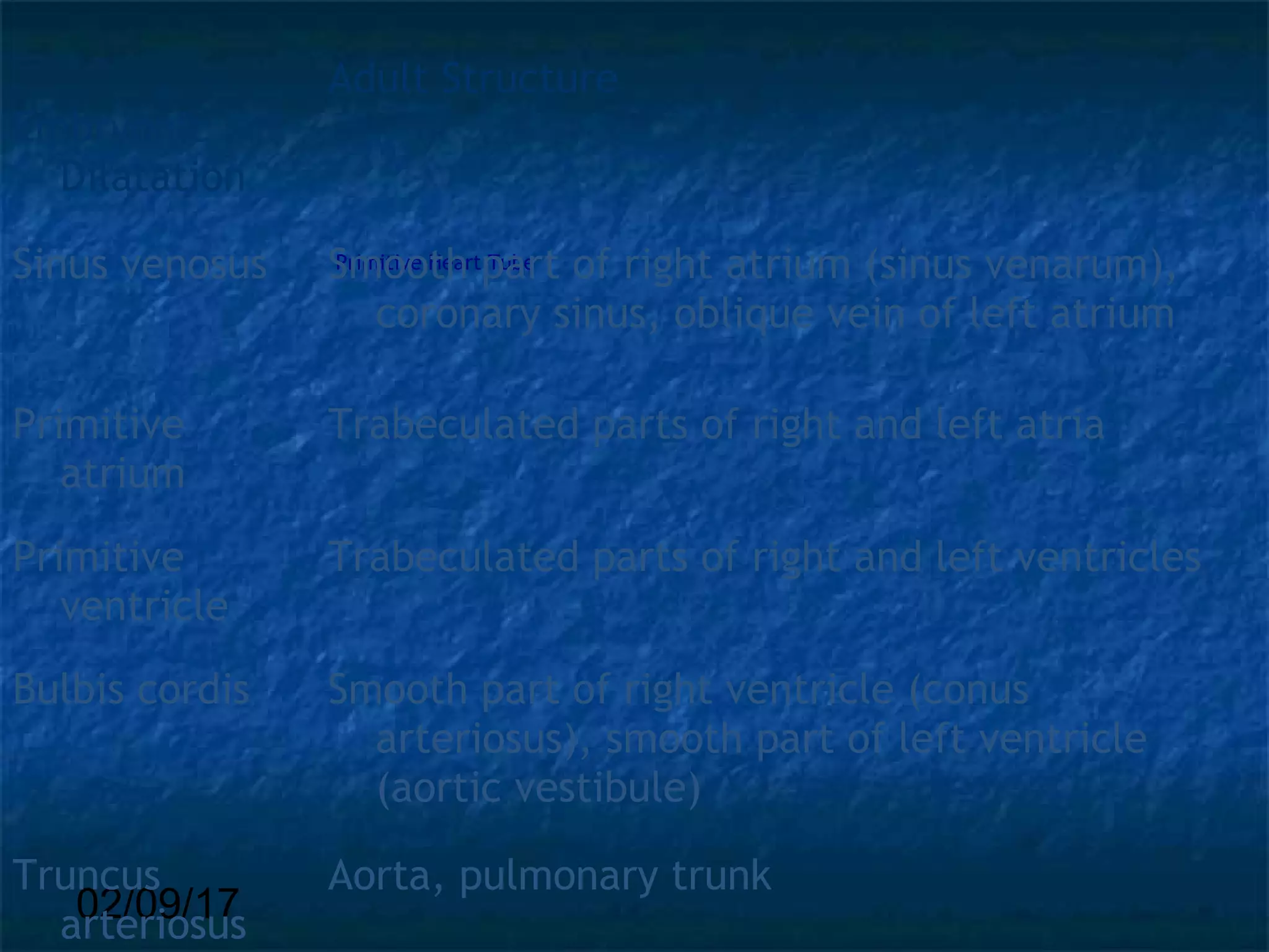 02/09/17
Primitive Heart Tube
Embryonic
Dilatation
Adult Structure
Sinus venosus Smooth part of right atrium (sinus venarum),
coronary sinus, oblique vein of left atrium
Primitive
atrium
Trabeculated parts of right and left atria
Primitive
ventricle
Trabeculated parts of right and left ventricles
Bulbis cordis Smooth part of right ventricle (conus
arteriosus), smooth part of left ventricle
(aortic vestibule)
Truncus
arteriosus
Aorta, pulmonary trunk
 