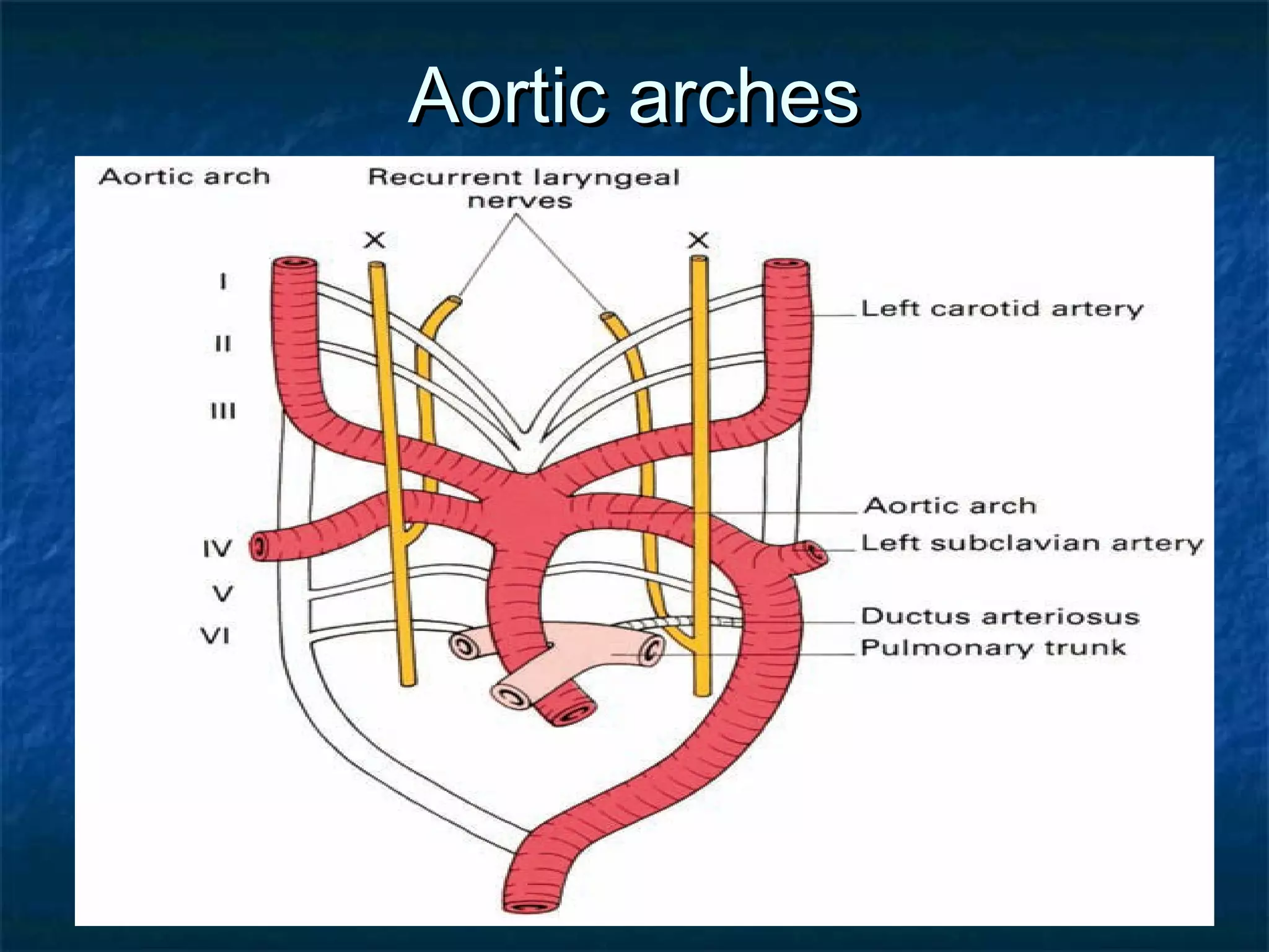 02/09/17
Aortic archesAortic arches
 