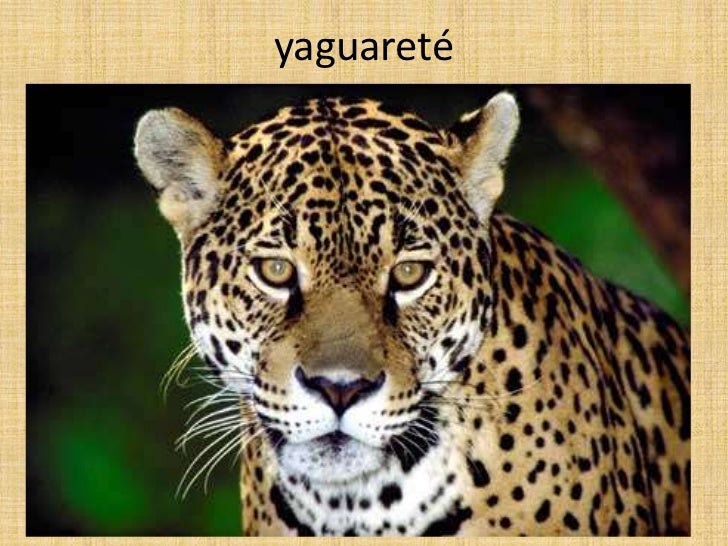 Resultado de imagen para yaguaretÃ©