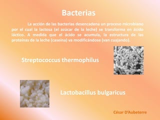 BacteriasLa acción de las bacterias desencadena un proceso microbiano por el cual la lactosa (el azúcar de la leche) se transforma en ácido láctico. A medida que el ácido se acumula, la estructura de las proteínas de la leche (caseína) va modificándose (van cuajando).StreptococcusthermophilusLactobacillusbulgaricusCésar D’Aubeterre