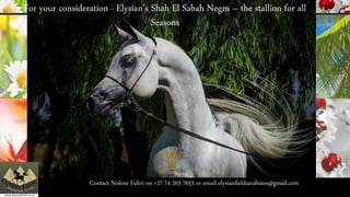 For your consideration - Elysian’s Shah El Sabah Negm – the stallion for all
Seasons
Contact Nolene Fuhri on +27 74 263 7653 or email elysianfieldsarabians@gmail.com
 