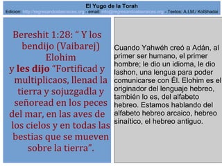 1
Bereshit 1:28: “ Y los
bendijo (Vaibarej)
Elohim
y les dijo “Fortificad y
multiplicaos, llenad la
tierra y sojuzgadla y
señoread en los peces
del mar, en las aves de
los cielos y en todas las
bestias que se mueven
sobre la tierra”.
Cuando Yahwéh creó a Adán, al
primer ser humano, el primer
hombre; le dio un idioma, le dio
lashon, una lengua para poder
comunicarse con Él. Elohim es el
originador del lenguaje hebreo,
también lo es, del alfabeto
hebreo. Estamos hablando del
alfabeto hebreo arcaico, hebreo
sinaítico, el hebreo antiguo.
El Yugo de la Torah
Edicion: http://regresandoalasraices.org - email: info@regresandoalasraices.org - Textos: A.I.M./ KolShadai
 