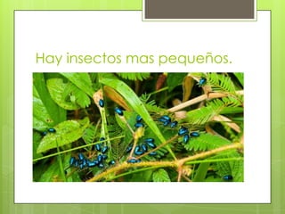 Hay insectos mas pequeños.
 