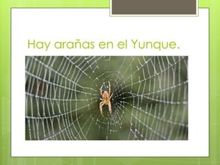 Hay arañas en el Yunque.
 
