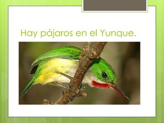 Hay pájaros en el Yunque.
 