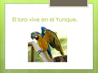 El loro vive en el Yunque.
 