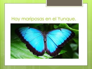 Hay mariposas en el Yunque.
 