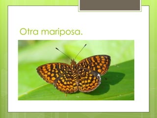 Otra mariposa.
 