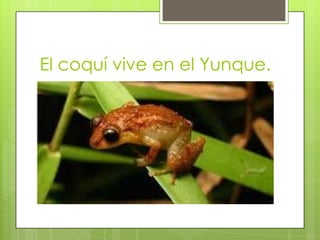 El coquí vive en el Yunque.
 