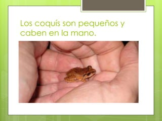 Los coquís son pequeños y
caben en la mano.
 