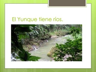 El Yunque tiene ríos.
 