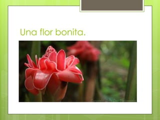 Una flor bonita.
 