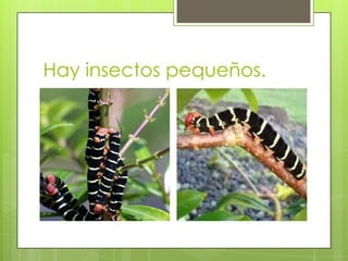 Hay insectos pequeños.
 