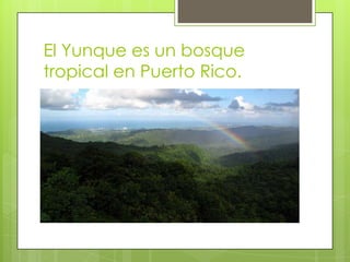 El Yunque es un bosque
tropical en Puerto Rico.
 