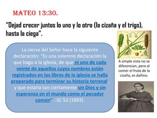 Mateo 13:30.
“Dejad crecer juntos lo uno y lo otro (la cizaña y el trigo),
hasta la ciega”.
La sierva del Señor hace la siguiente
declaración: “Es una solemne declaración la
que hago a la iglesia, de que ni uno de cada
veinte de aquellos cuyos nombres están
registrados en los libros de la iglesia se halla
preparado para terminar su historia terrenal,
y que estaría tan ciertamente sin Dios y sin
esperanza en el mundo como el pecador
común” .-SC 52 (1893).
A simple vista no se
diferencian, pero al
comer el fruto de la
cizaña, es dañino.
 