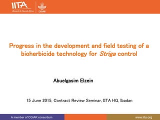 A member of CGIAR consortium www.iita.org
Progress in the development and field testing of a
bioherbicide technology for Striga control
Abuelgasim Elzein
15 June 2015, Contract Review Seminar, IITA HQ, Ibadan
 